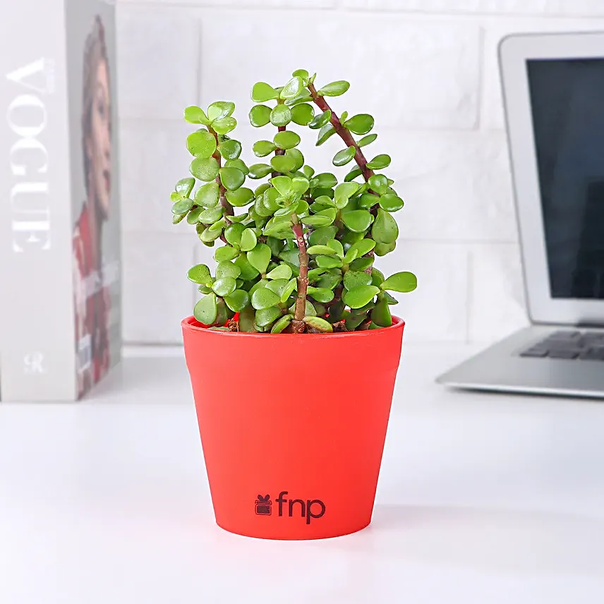 Bamboo Jade Syngonium Money Plant Set