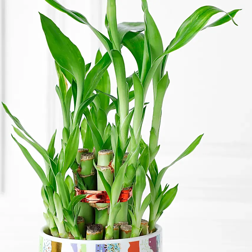 Bamboo of Luck