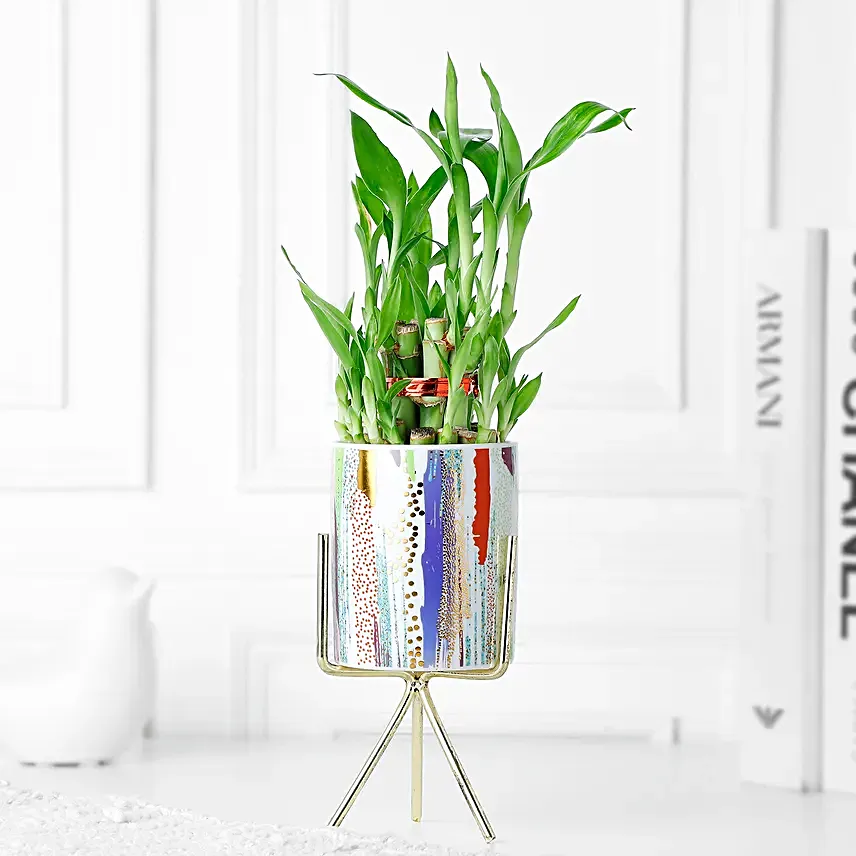Bamboo of Luck