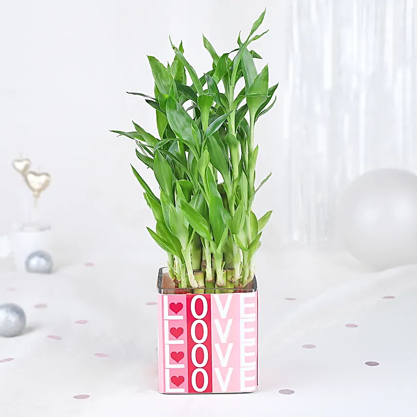 Bamboo Plant Whispers of Love