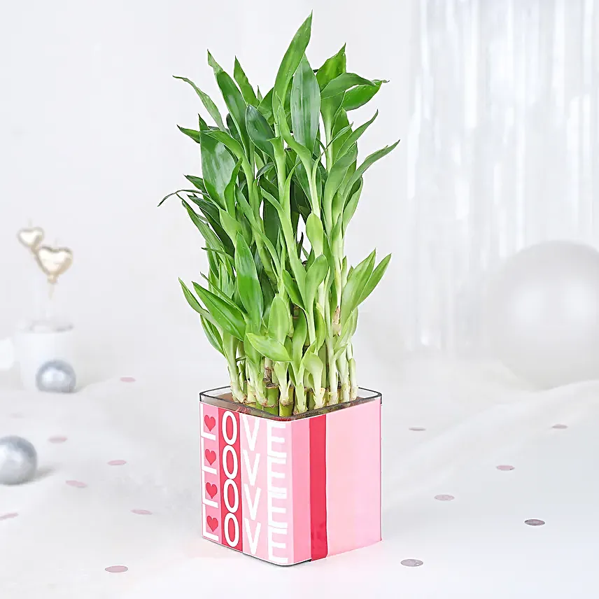 Bamboo Plant Whispers of Love