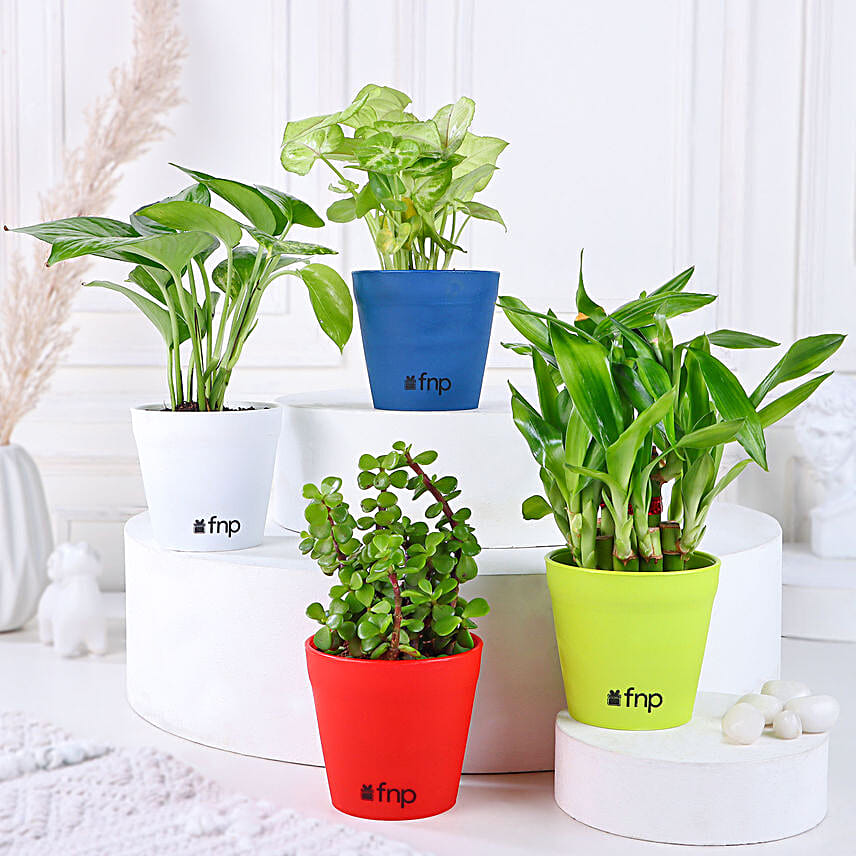 Buy Plant Set