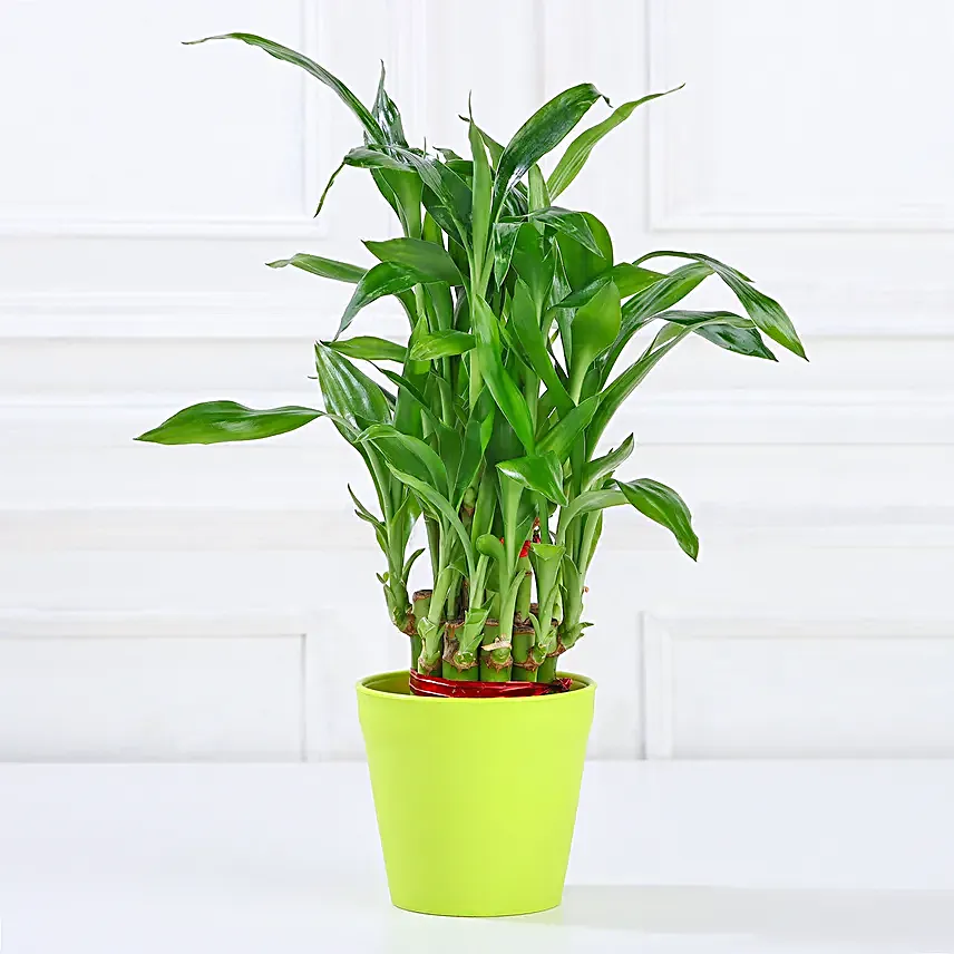 Buy Plant Set