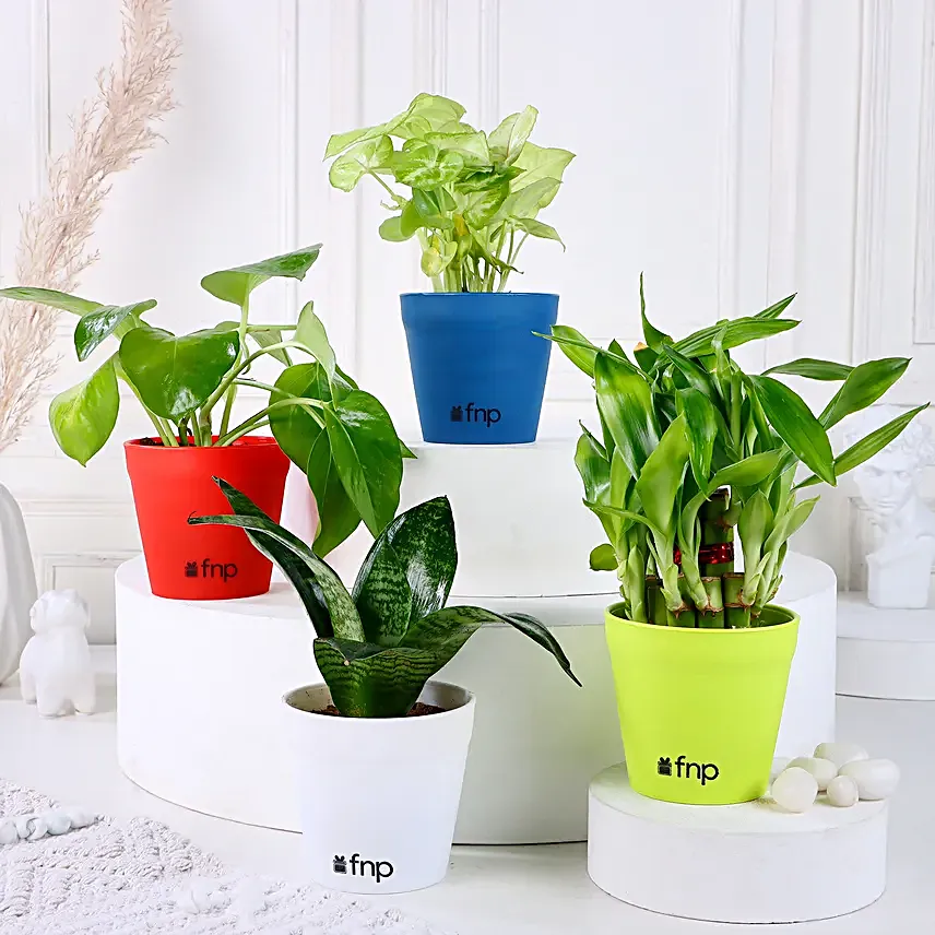 Buy Online Plant Set