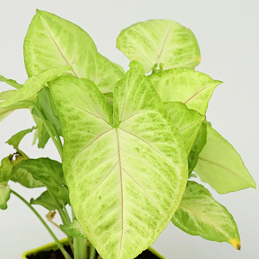 Buy Online Plant Set