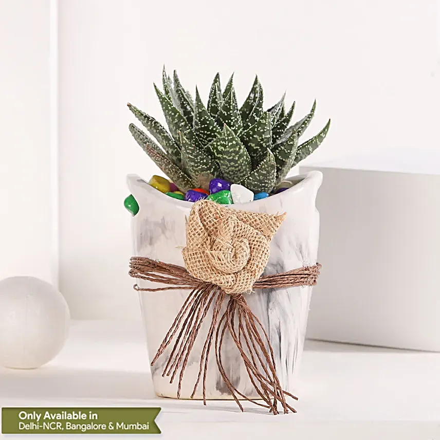 Basket of Haworthia Harmony