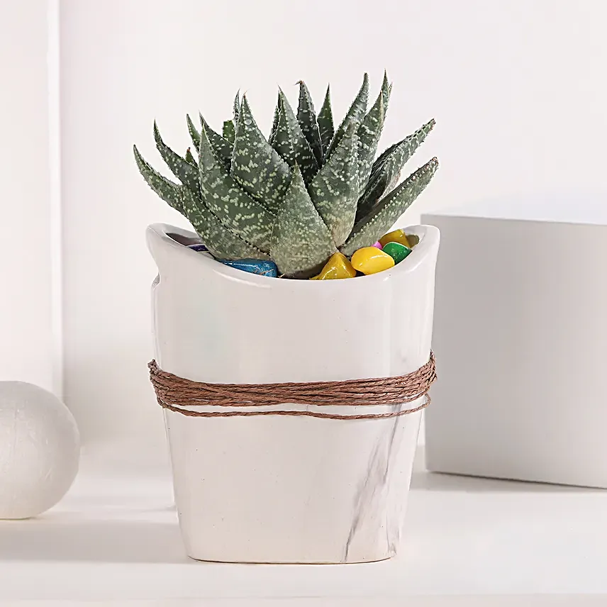Basket of Haworthia Harmony