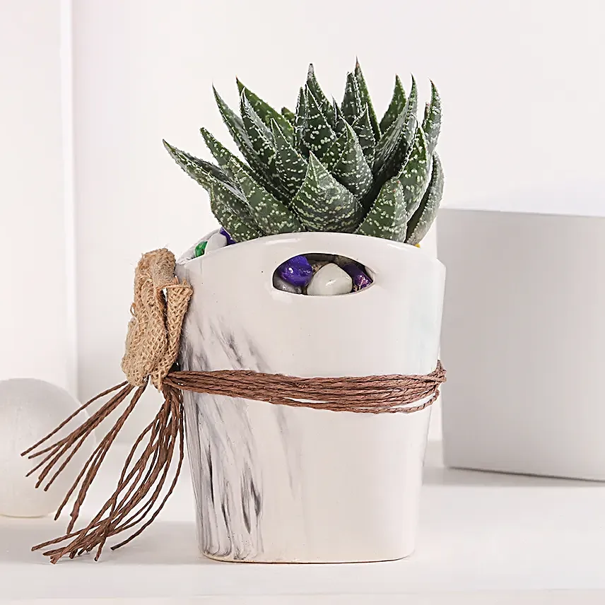Basket of Haworthia Harmony