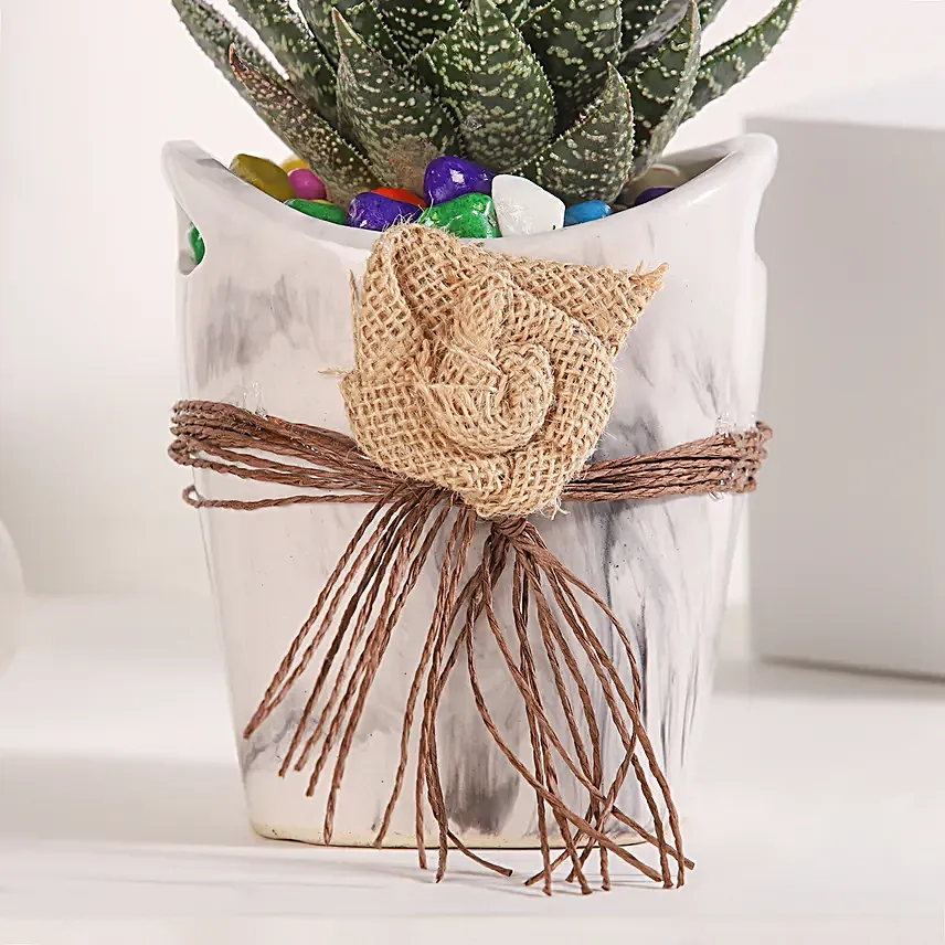 Basket of Haworthia Harmony