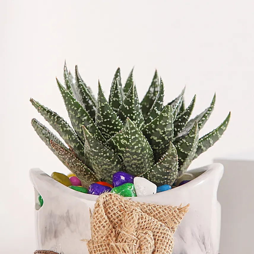 Basket of Haworthia Harmony