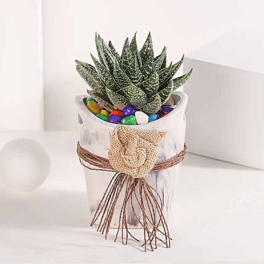 Basket of Haworthia Harmony
