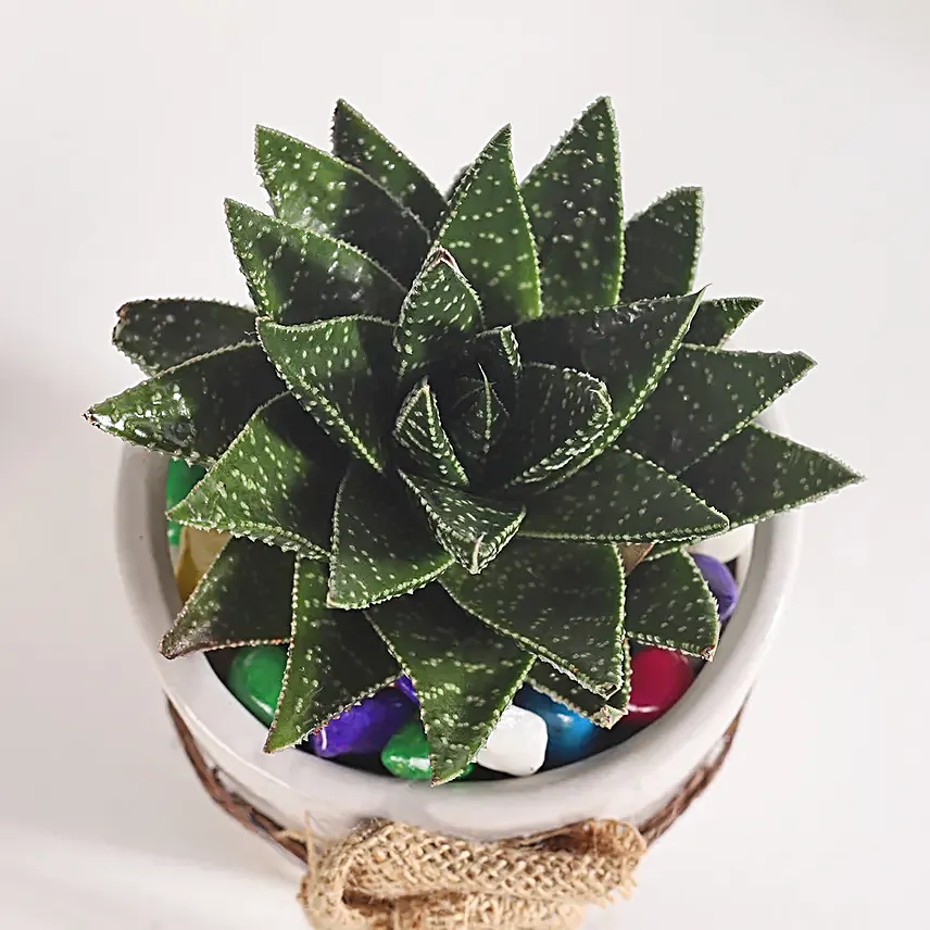 Basket of Haworthia Harmony