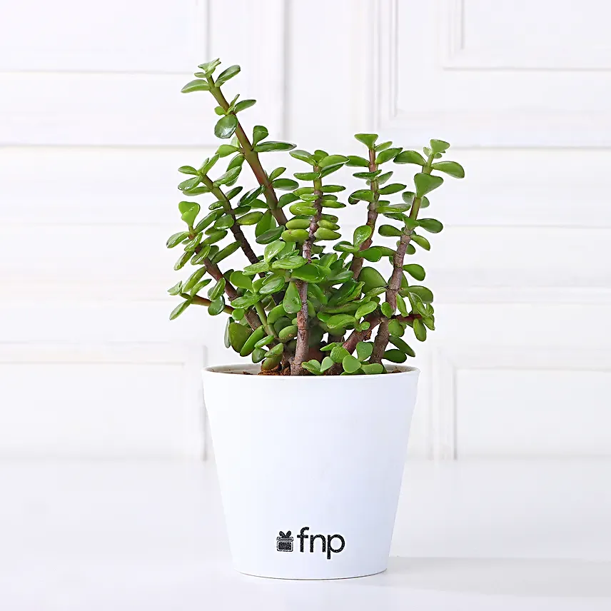 Beautiful Jade Plant in White Plastic Pot