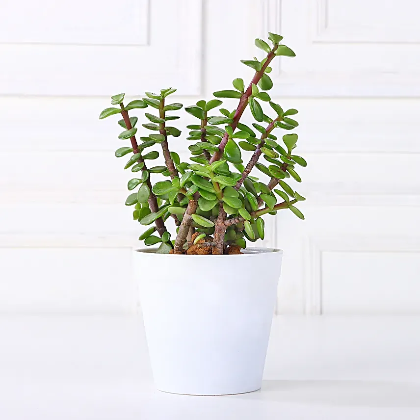 Beautiful Jade Plant in White Plastic Pot