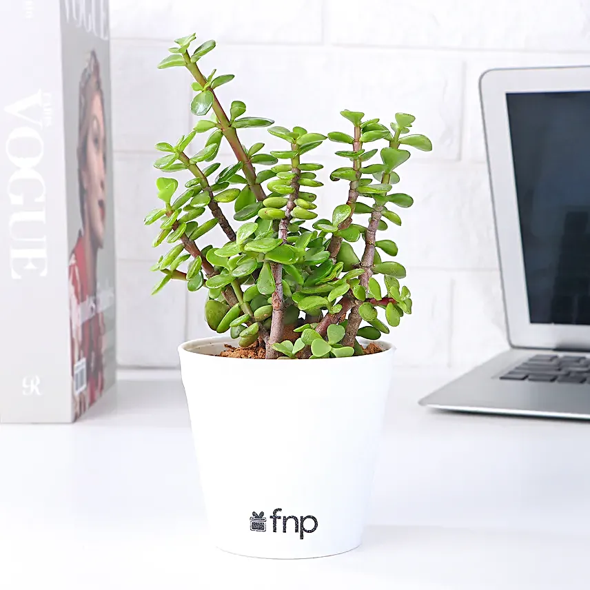Beautiful Jade Plant in White Plastic Pot