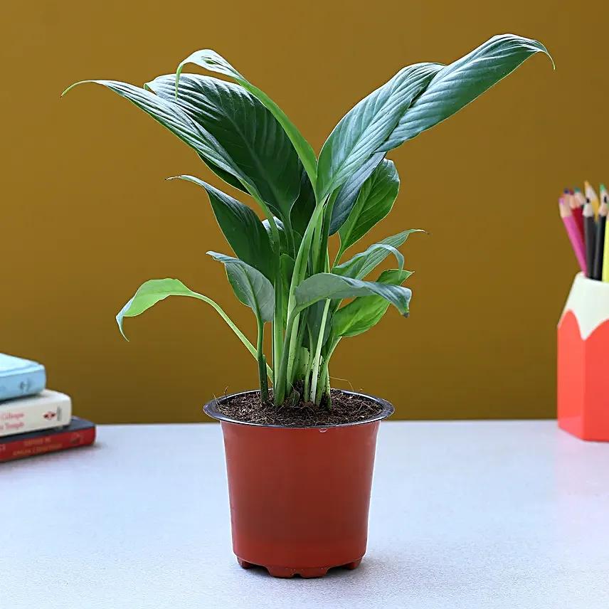 Lily Plant Online for Home