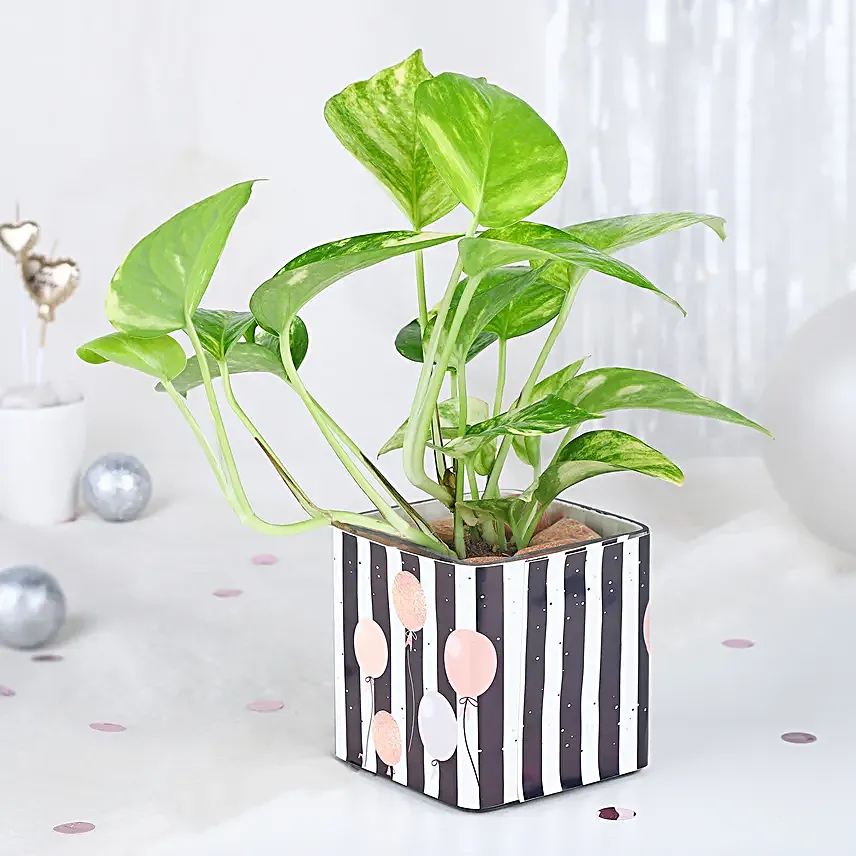 Birthday Bliss Arrangement