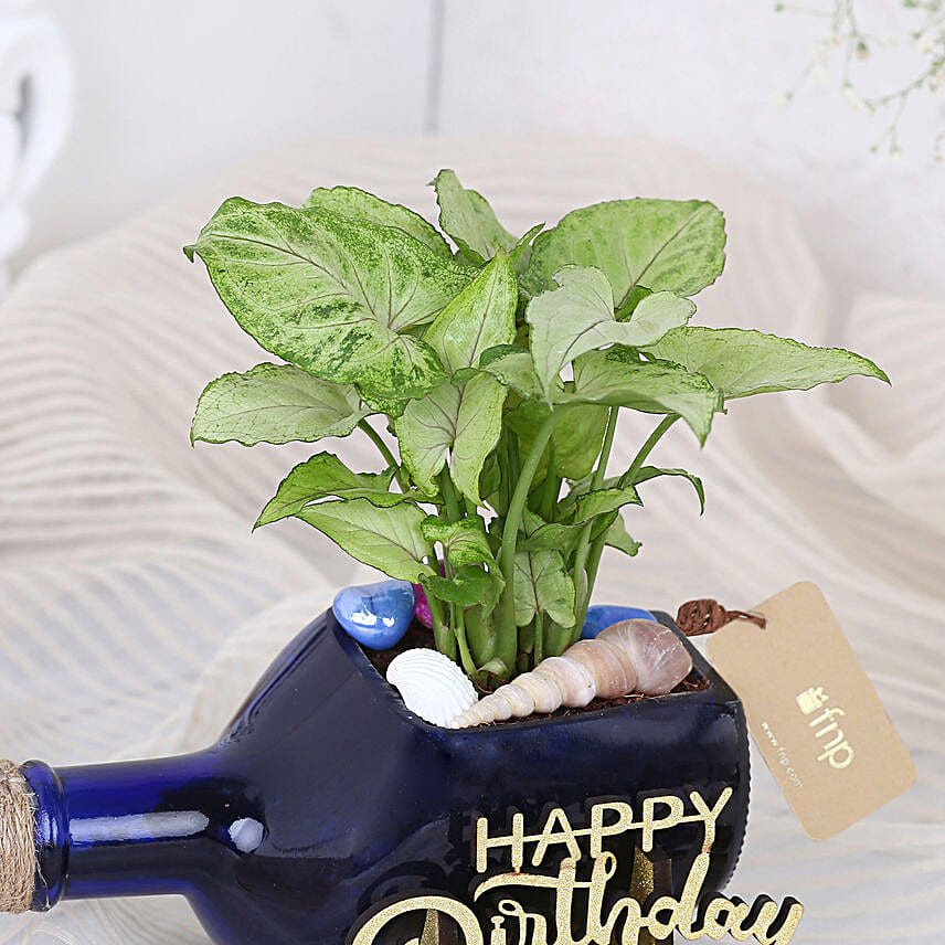 Birthday Plant With Butterscotch Cake Combo