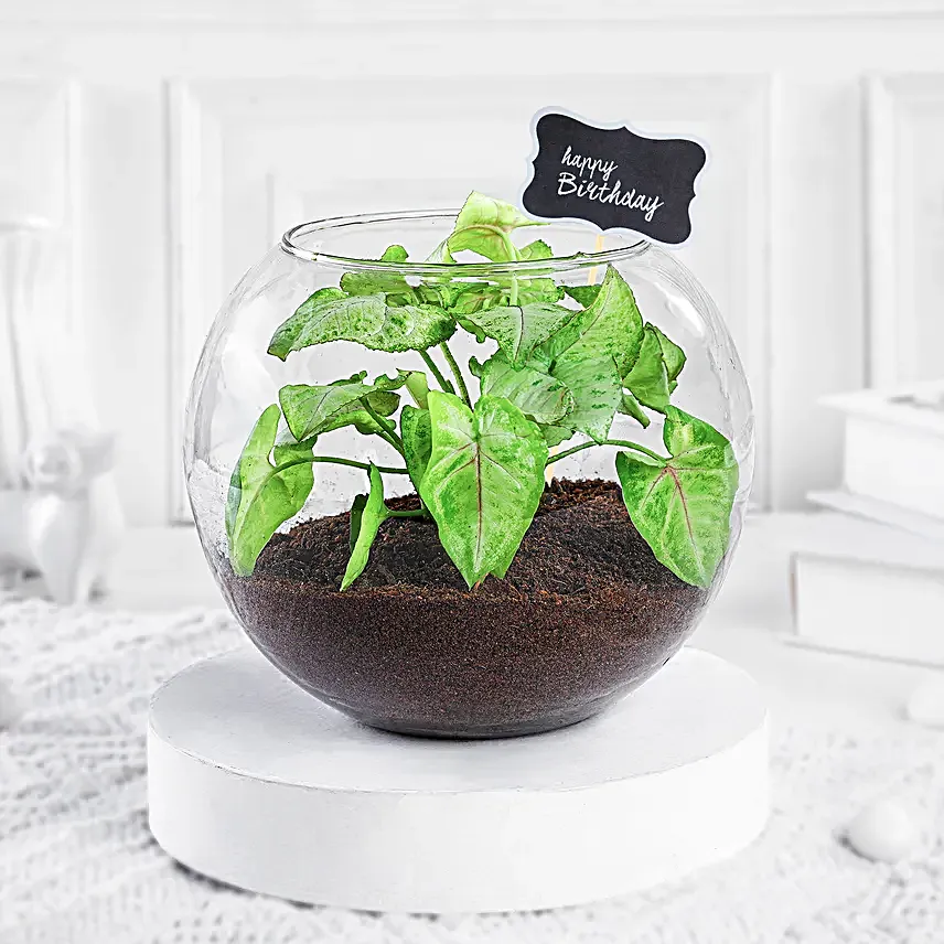 syngonium plant online