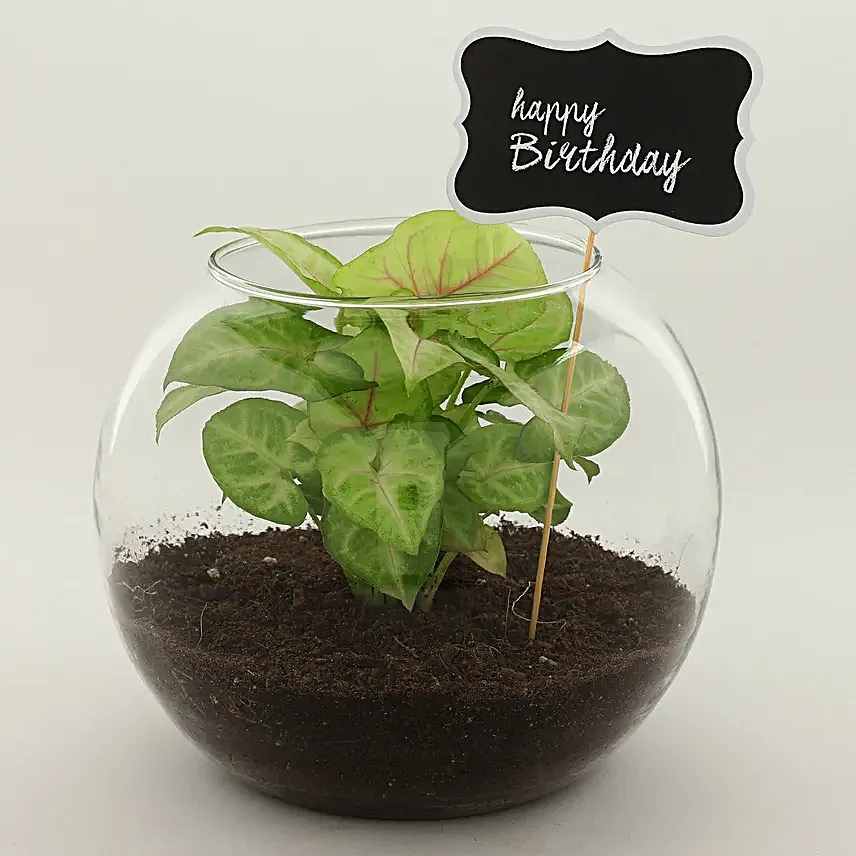 syngonium plant online