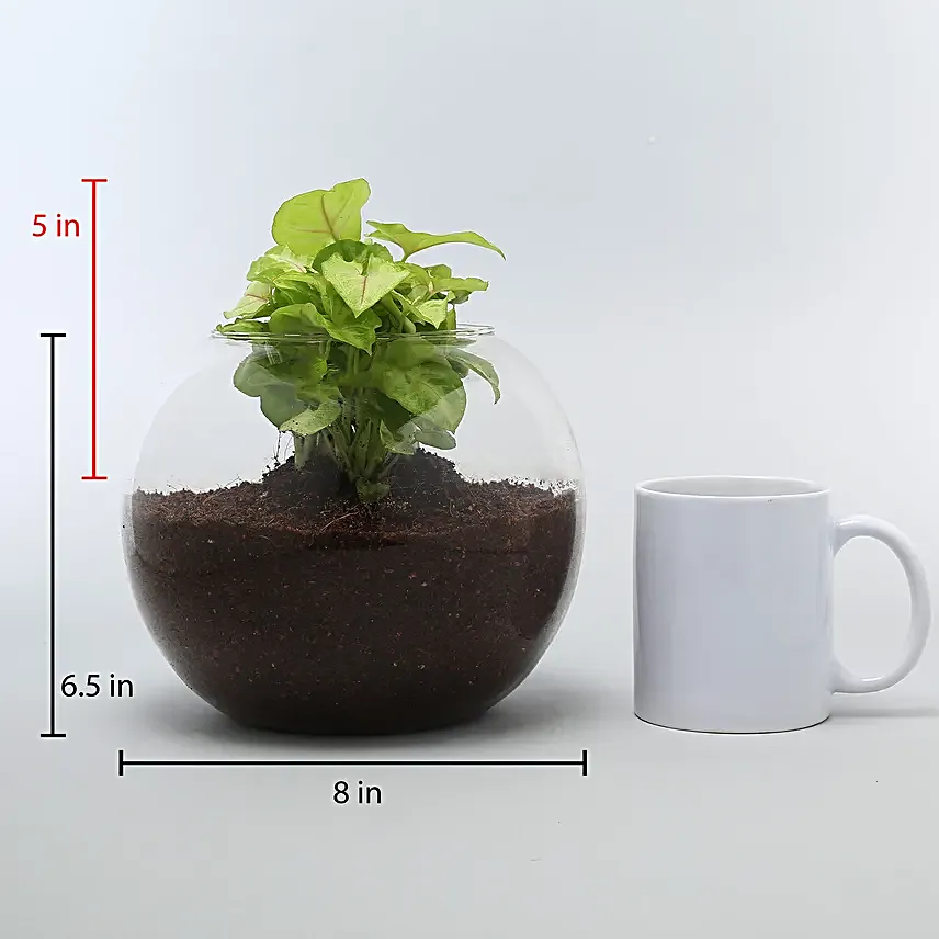 syngonium plant online
