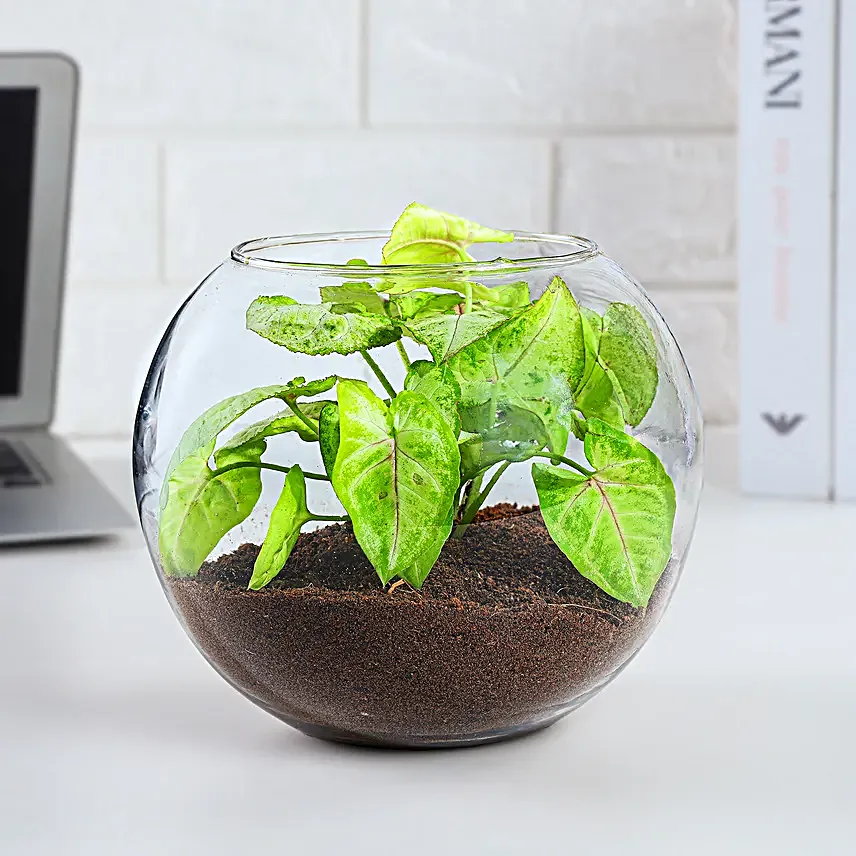 syngonium plant online