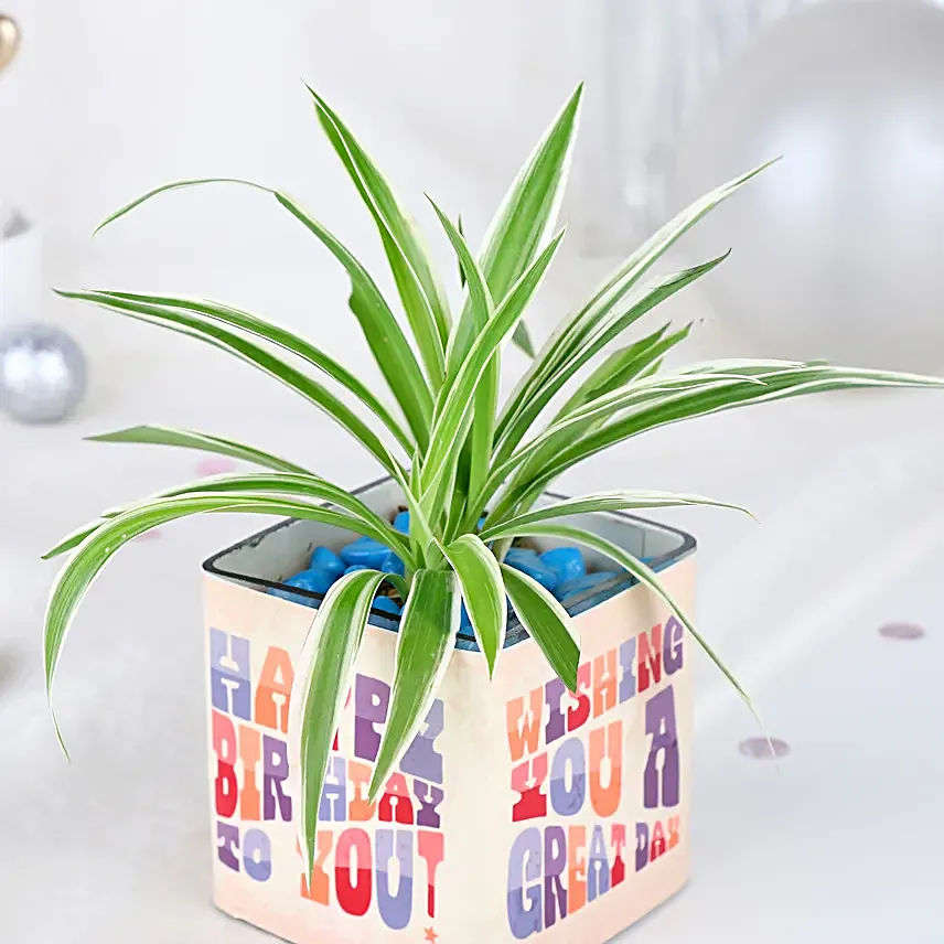 Birthday Spider Plant Joy