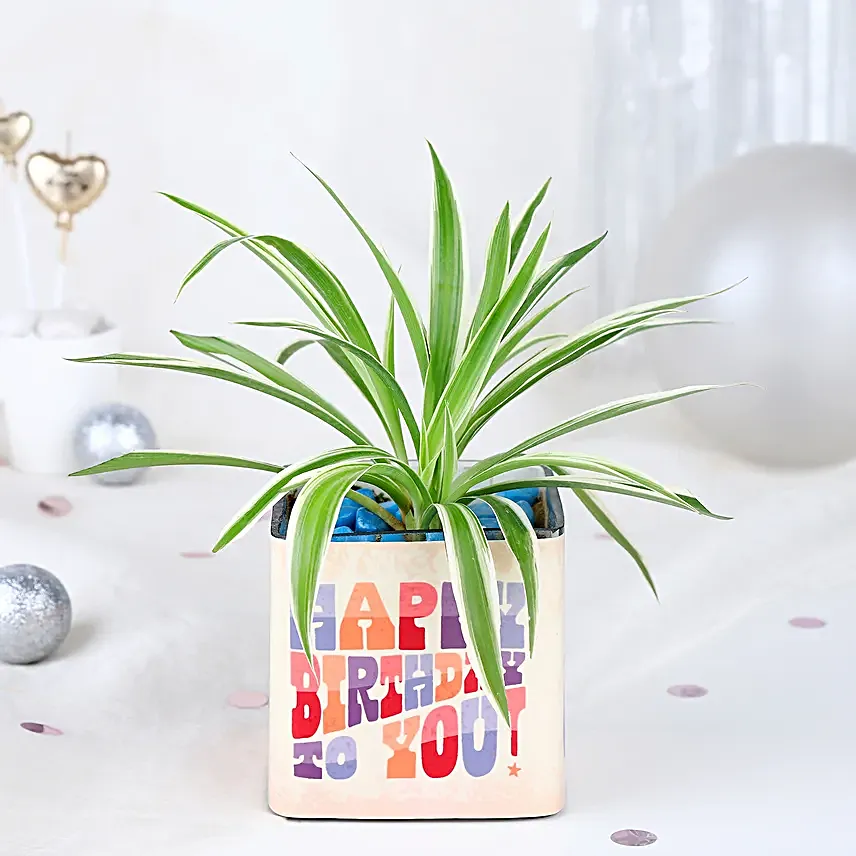 Birthday Spider Plant Joy