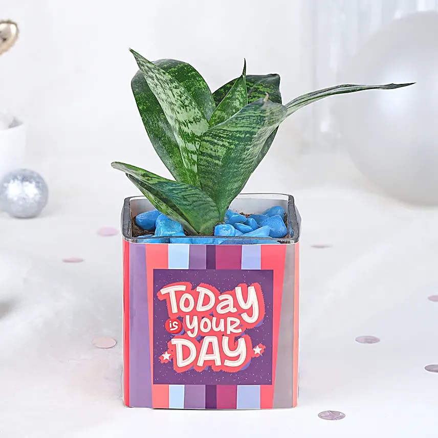 Black Forest Tranquil Greenery