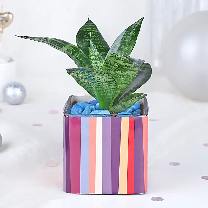 Black Forest Tranquil Greenery