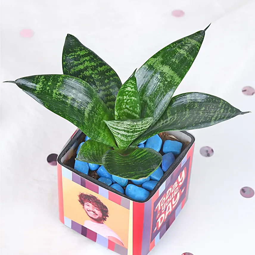 Black Forest Tranquil Greenery