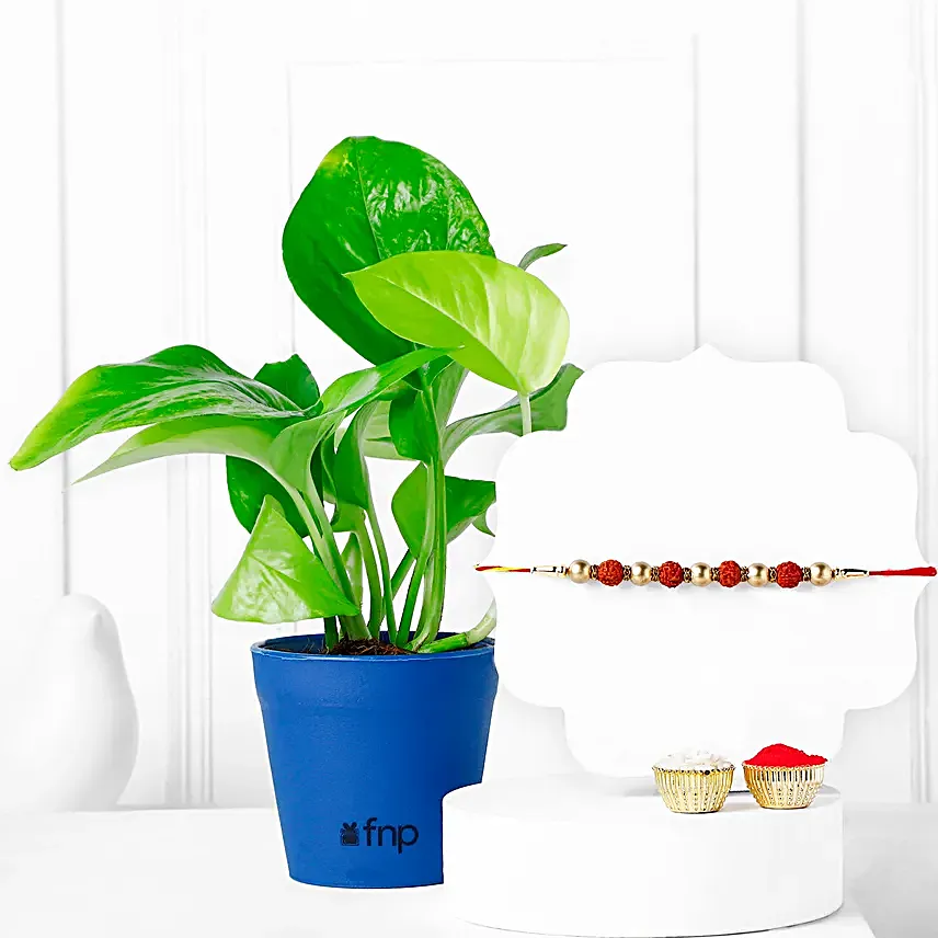 Blessed Bonds Rudraksha Rakhi With Money Plant Combo