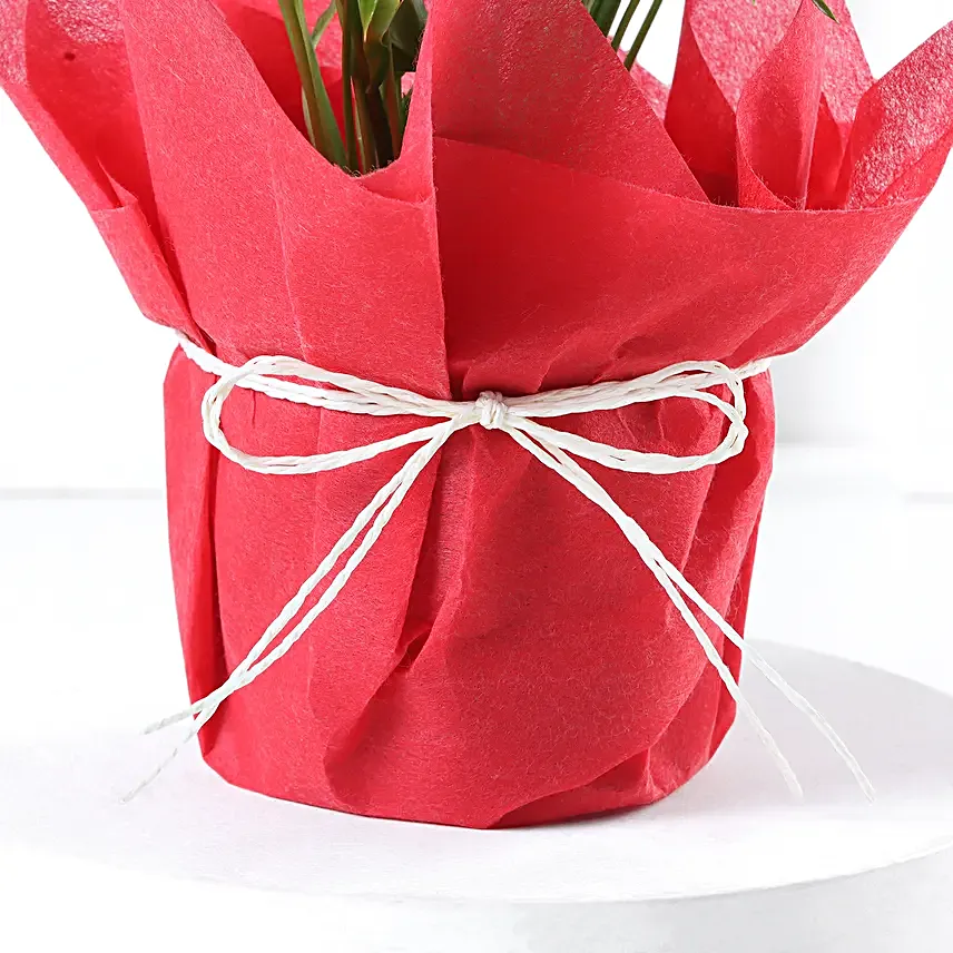 Blissful Peace Lily Plant