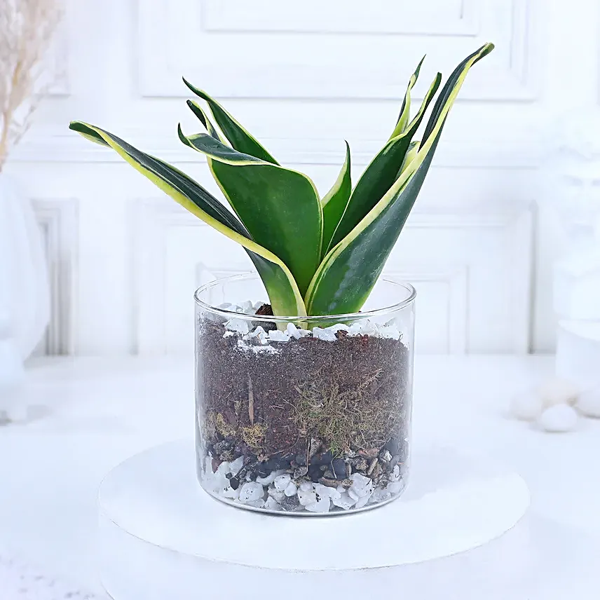 Blissful Zen Arrangement