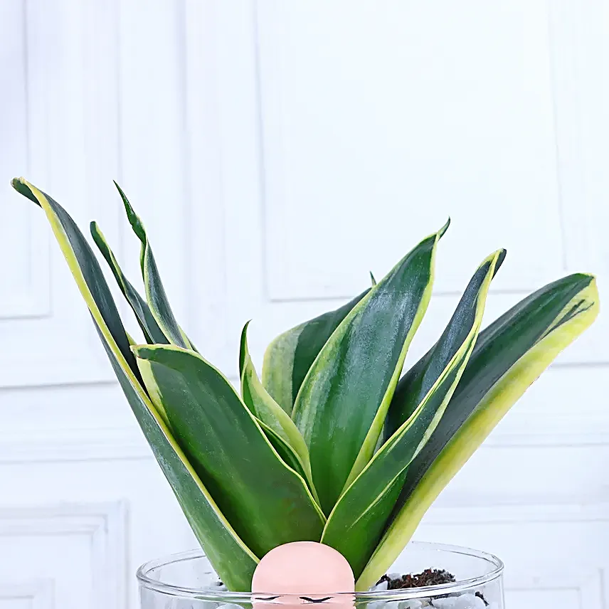Blissful Zen Arrangement