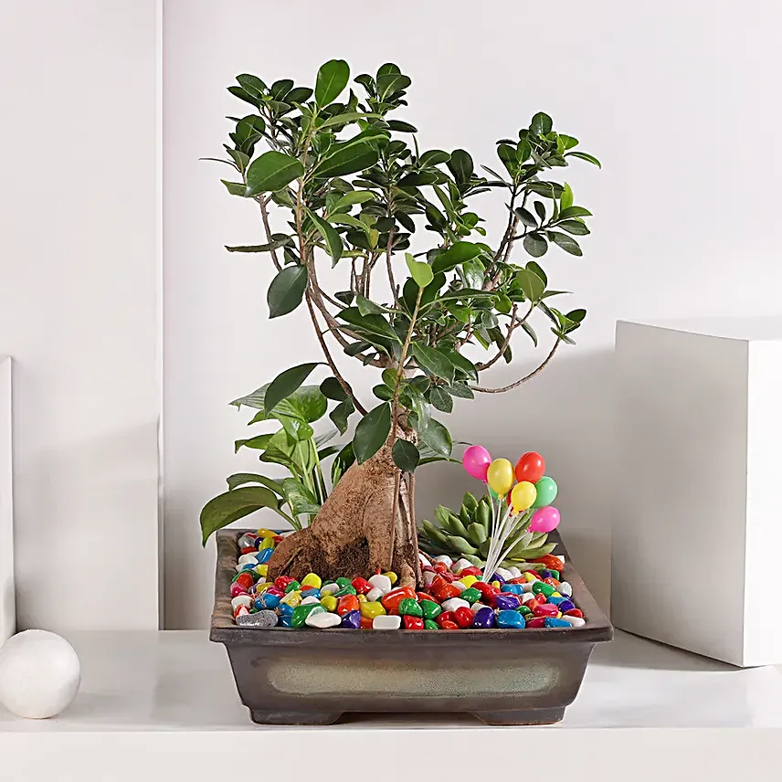 Bonsai and Money Plant Harmony