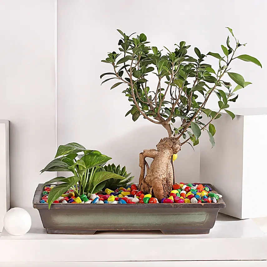 Bonsai and Money Plant Harmony