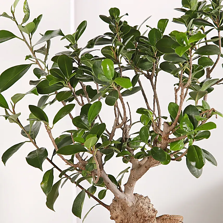 Bonsai and Money Plant Harmony