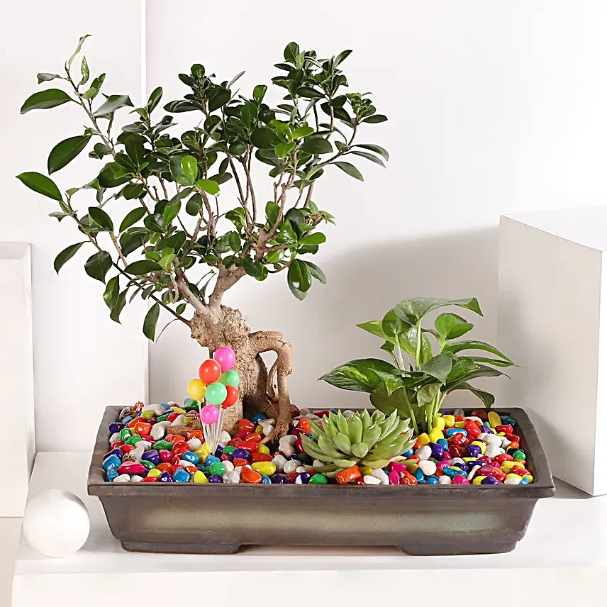 Bonsai and Money Plant Harmony
