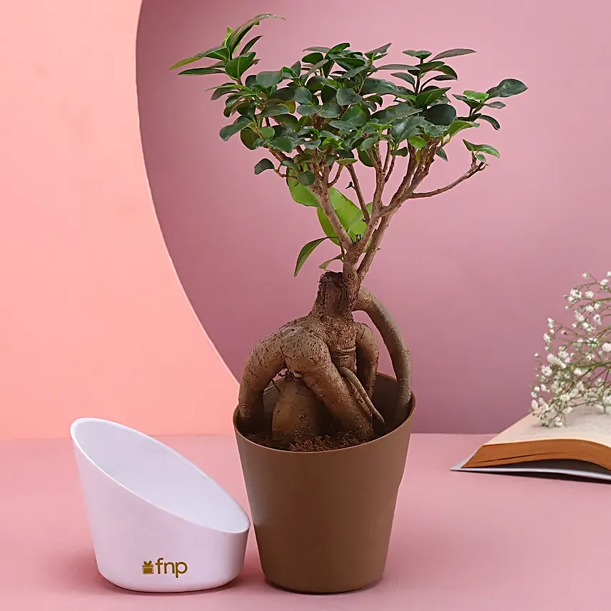 Bonsai Bliss