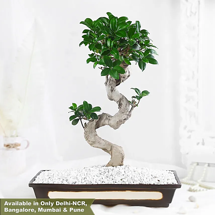 Bonsai Plant Peaceful Garden Pot