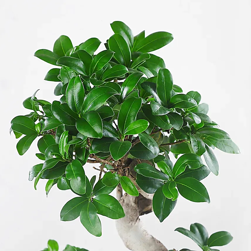 Bonsai Plant Peaceful Garden Pot