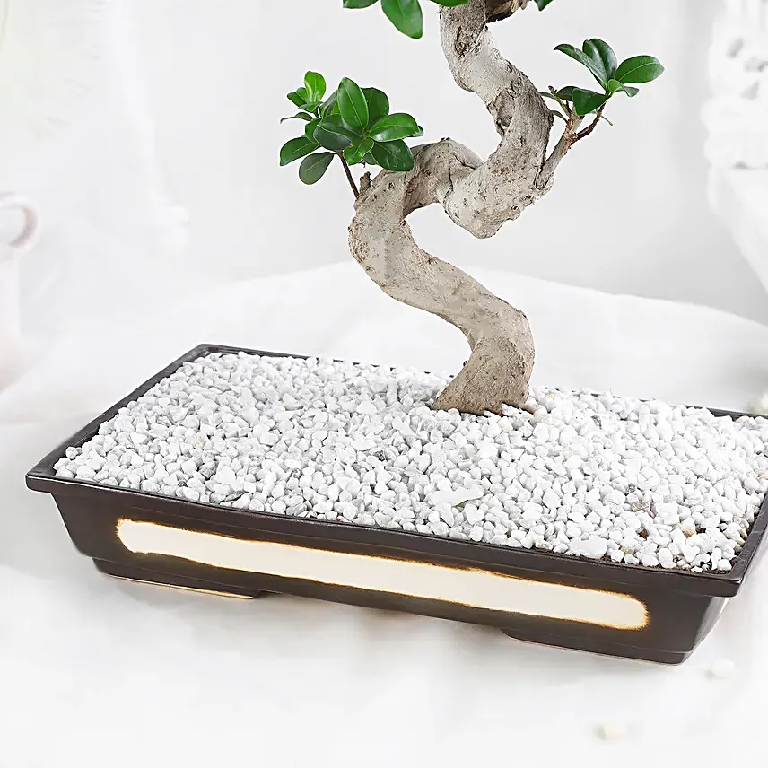 Bonsai Plant Peaceful Garden Pot