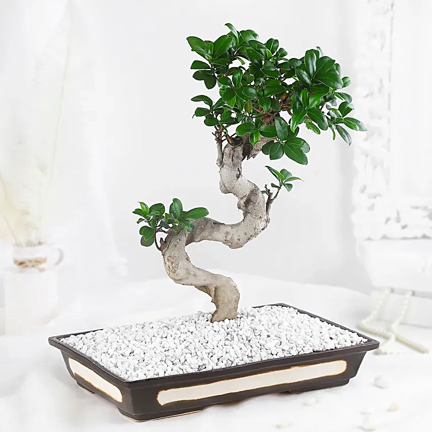 Bonsai Plant Peaceful Garden Pot