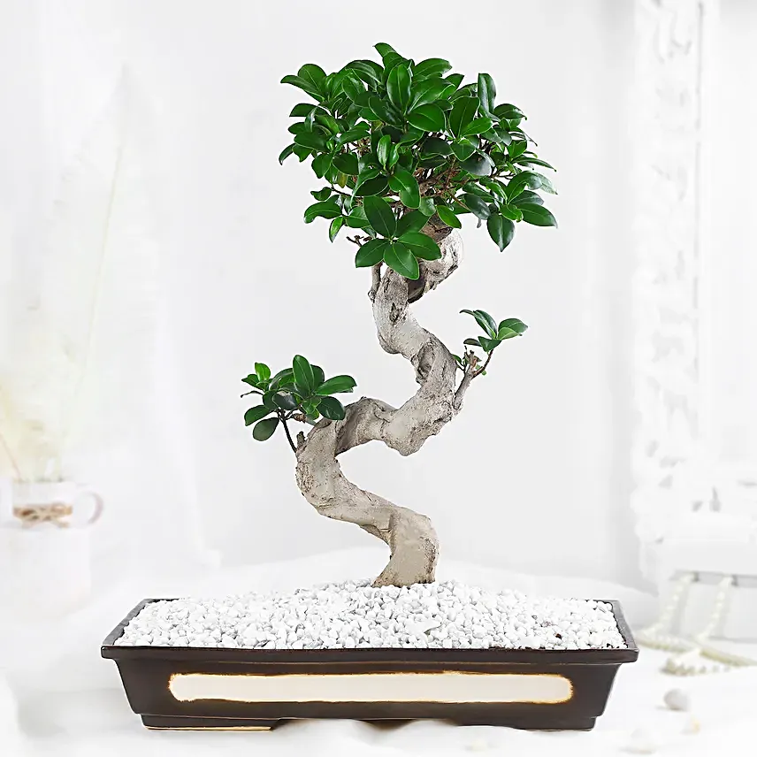 Bonsai Plant Peaceful Garden Pot