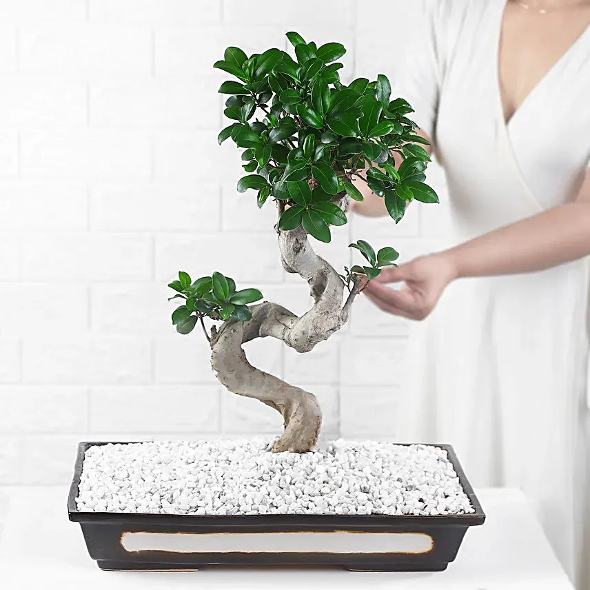 Bonsai Plant Peaceful Garden Pot
