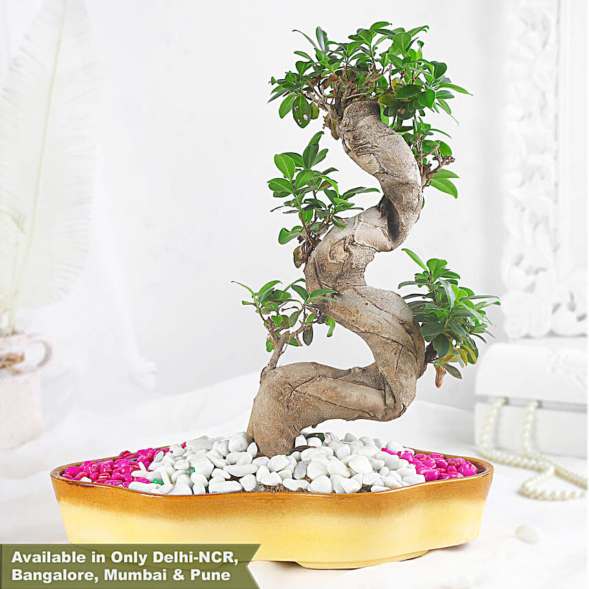 Bonsai Plant Serene Garden Pot