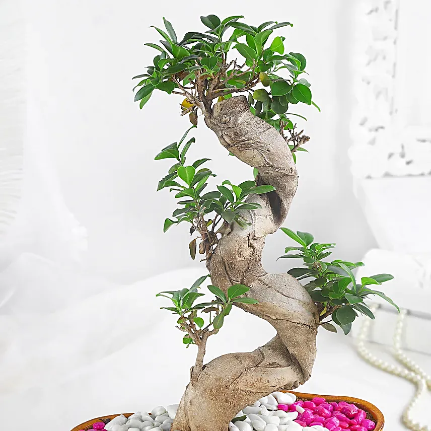 Bonsai Plant Serene Garden Pot