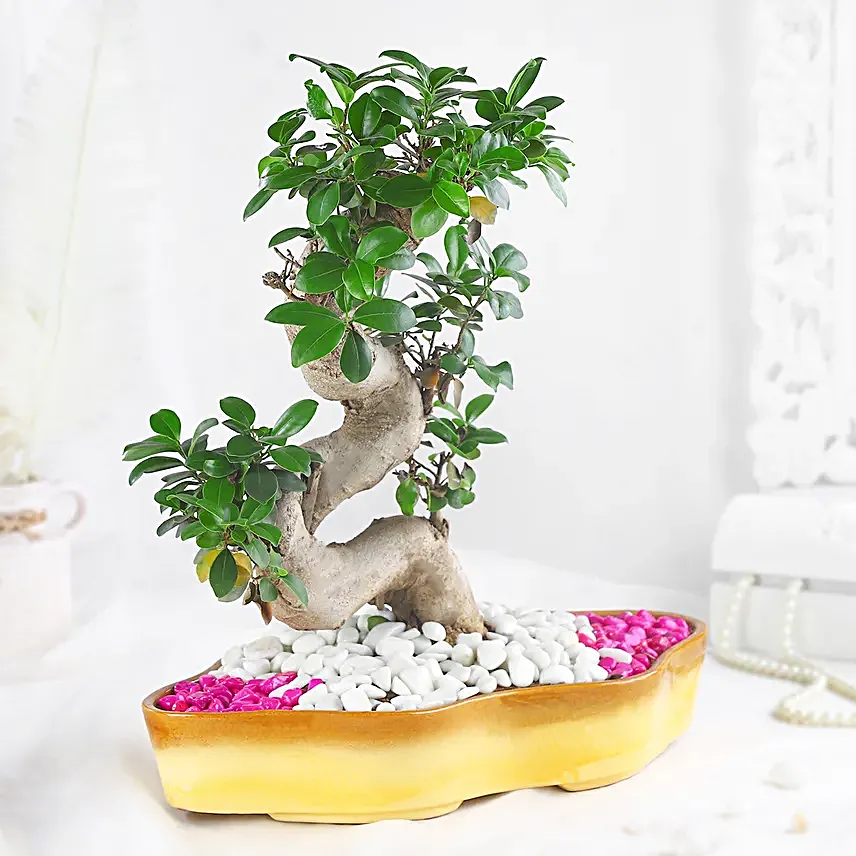 Bonsai Plant Serene Garden Pot