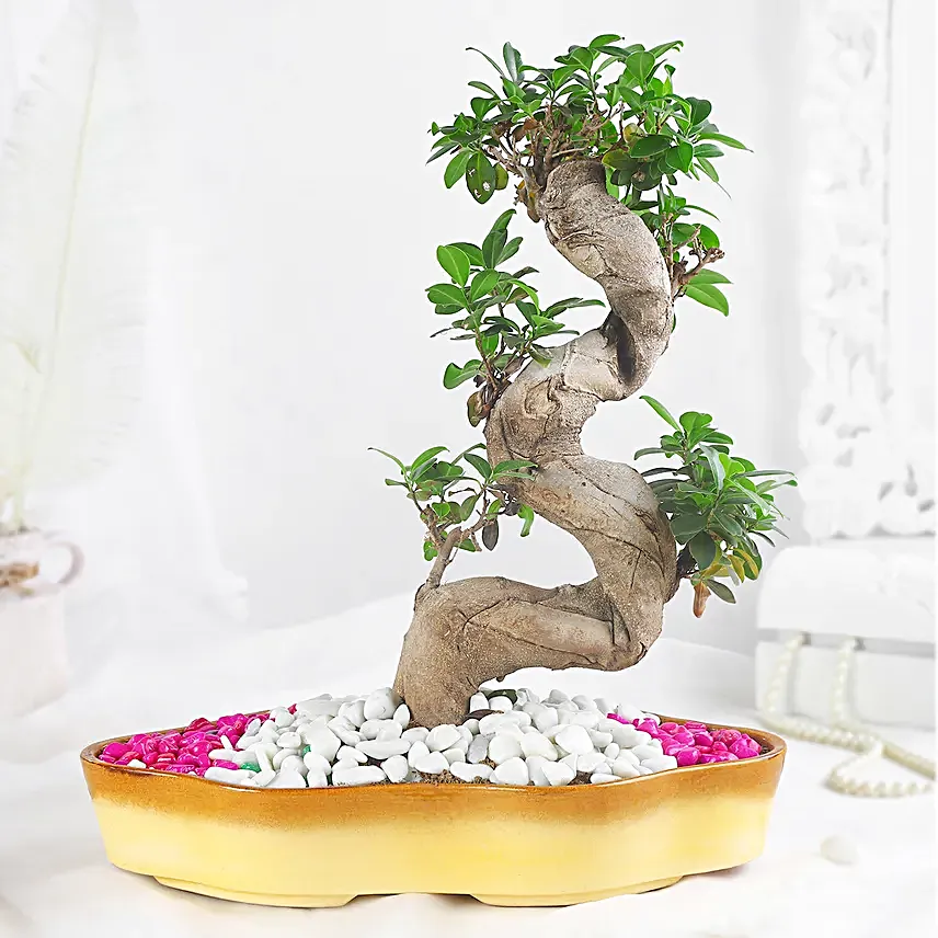 Bonsai Plant Serene Garden Pot